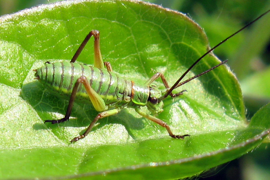 Neanide di Bradyporidae: Ephippiger sp.